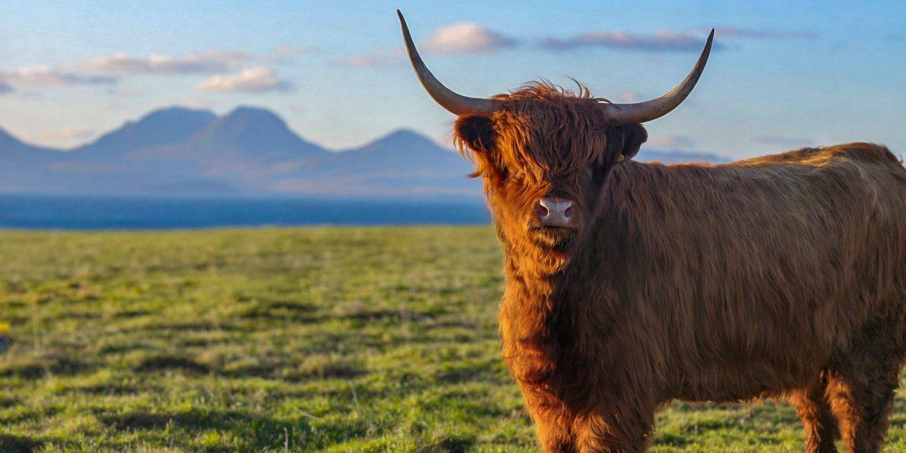 Kilberry Fold of Highland Cows at Kilberry Castle & Estate